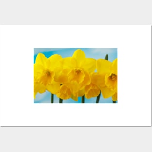 Narcissus  &#39;Quail&#39;  AGM   Division 7  Jonquilla  Daffodil Posters and Art